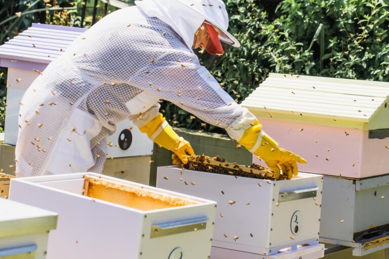 Modern Beekeeping vs Traditional Beekeeping: Which Approach Is Right for You?