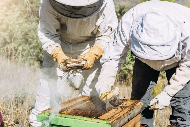 How to Start Beekeeping (Beginner Guide)